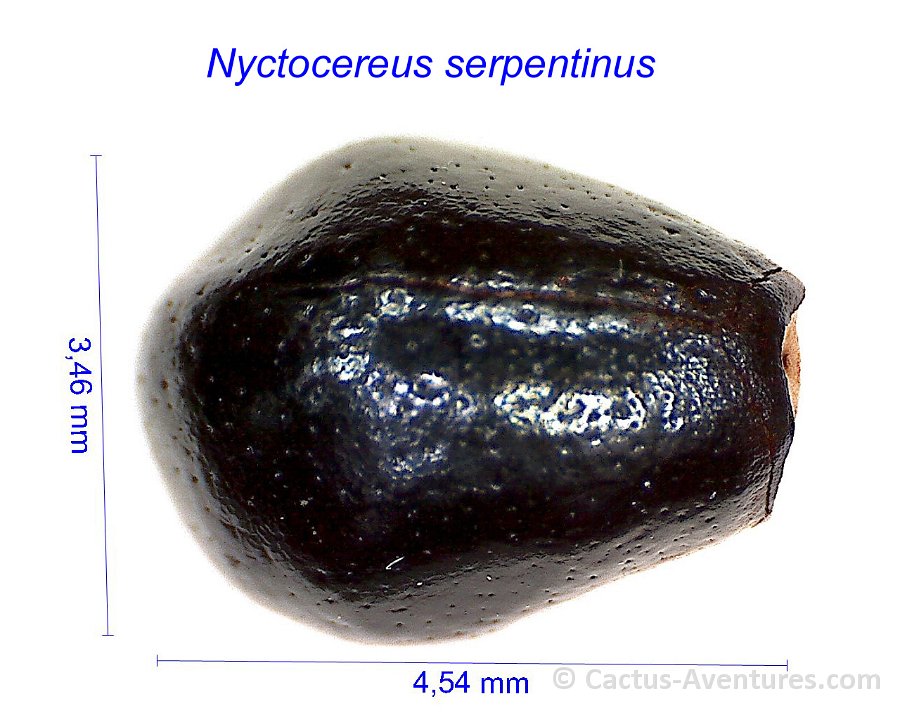 Nyctocereus serpentinus HF